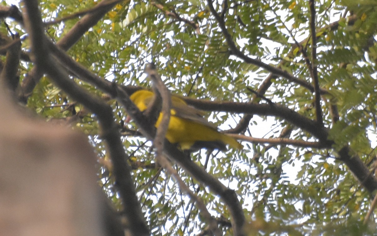 Indian Golden Oriole - ML647518379