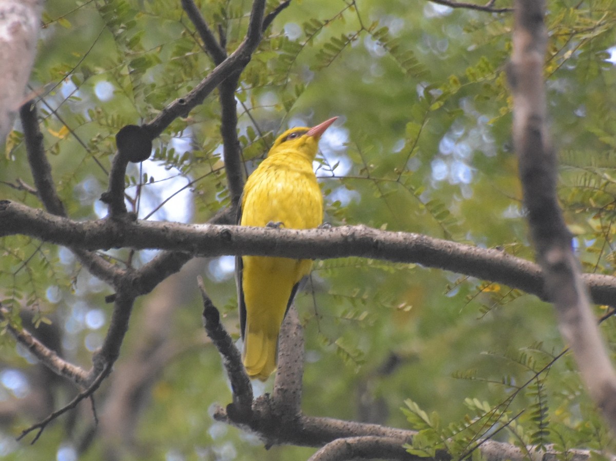 Indian Golden Oriole - ML647518380