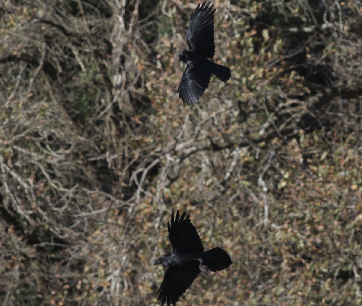 Common Raven - ML647518382
