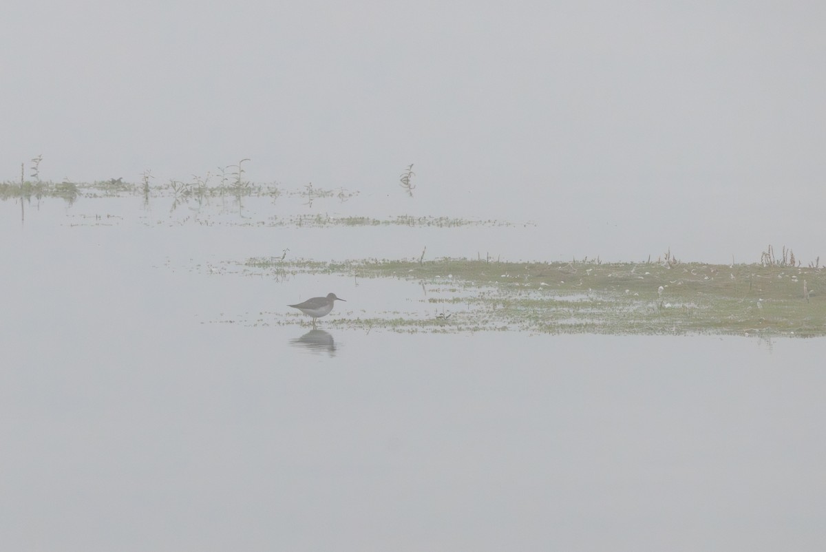 コキアシシギ - ML647518395