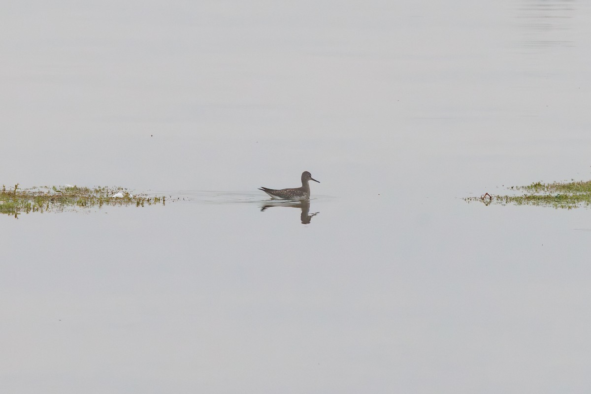 コキアシシギ - ML647518396