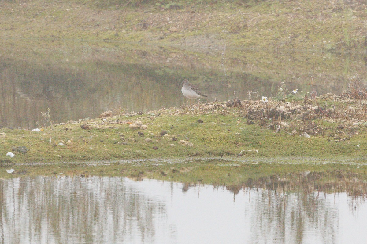 コキアシシギ - ML647518398