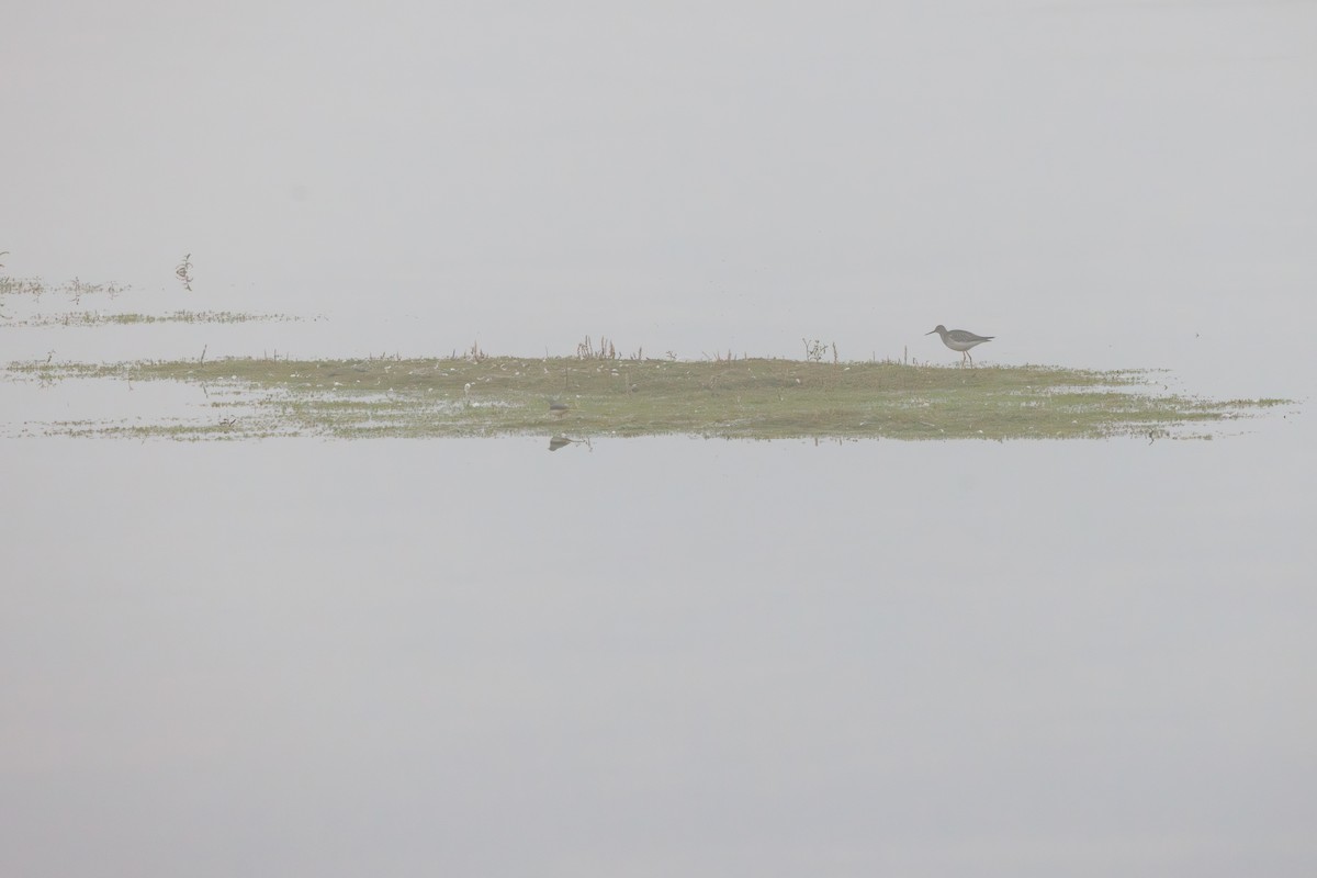 コキアシシギ - ML647518399