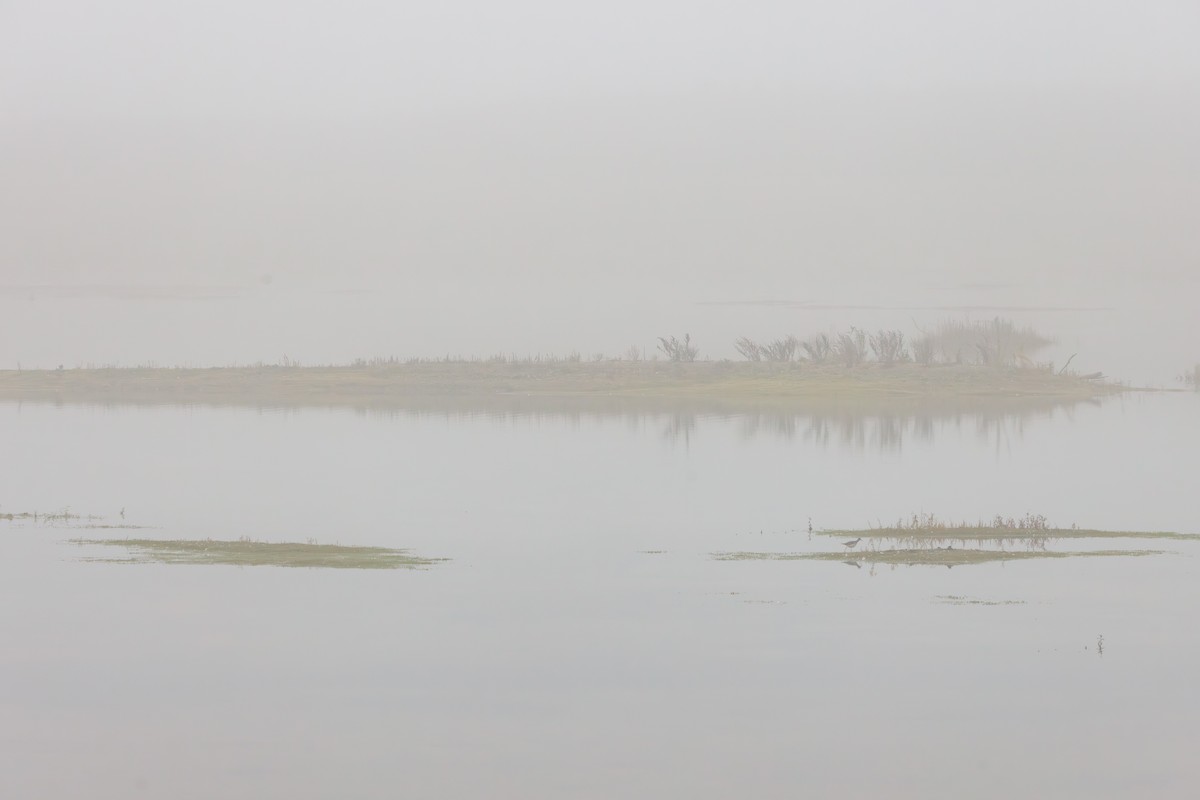 コキアシシギ - ML647518401