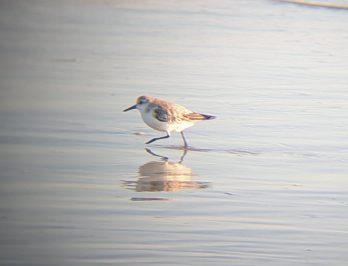 ミユビシギ - ML647518402