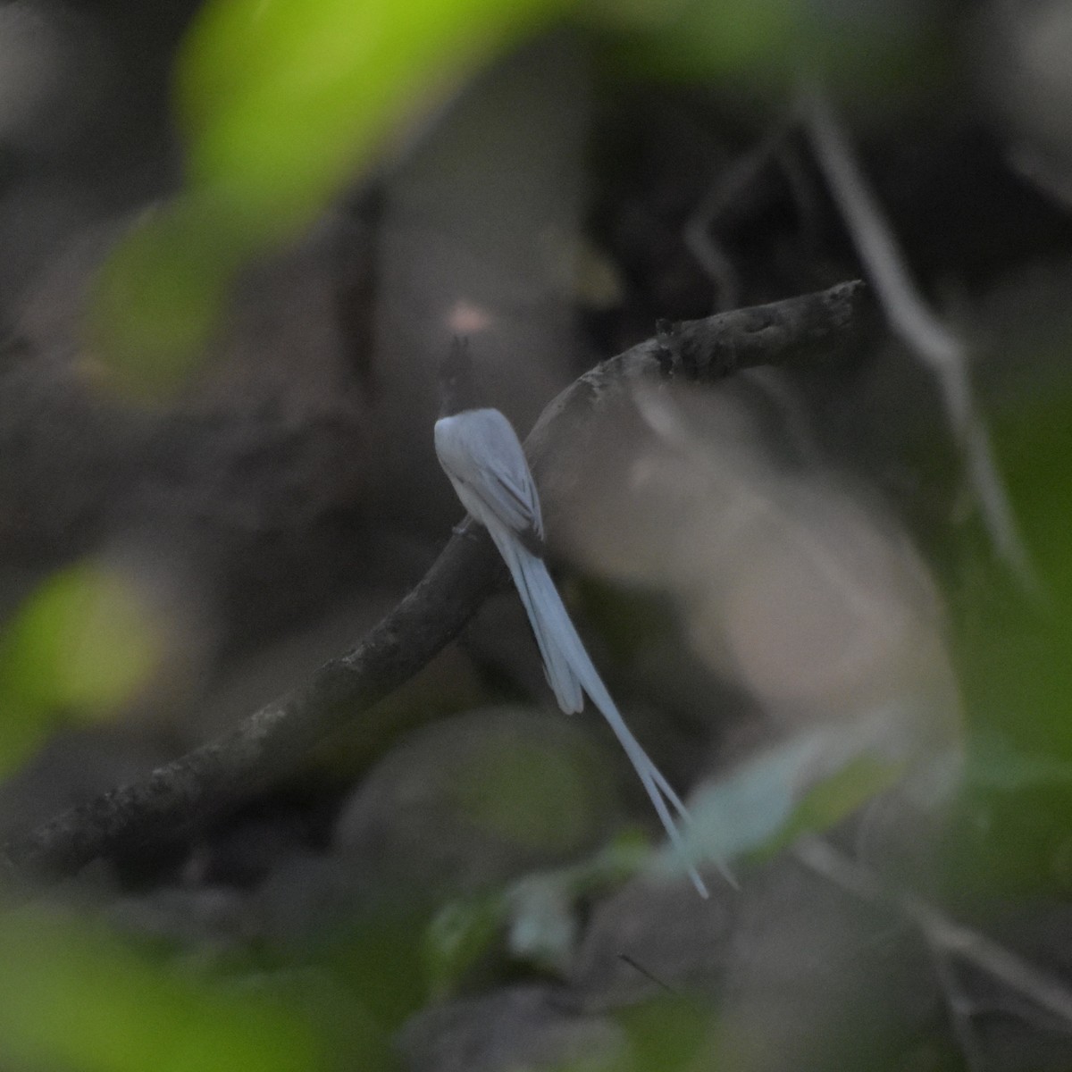 カワリサンコウチョウ - ML647518403