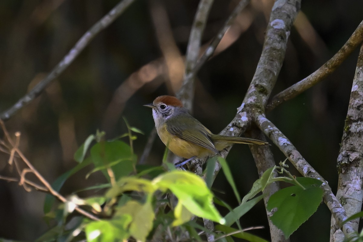 ズアカヒメモズモドキ - ML647518405