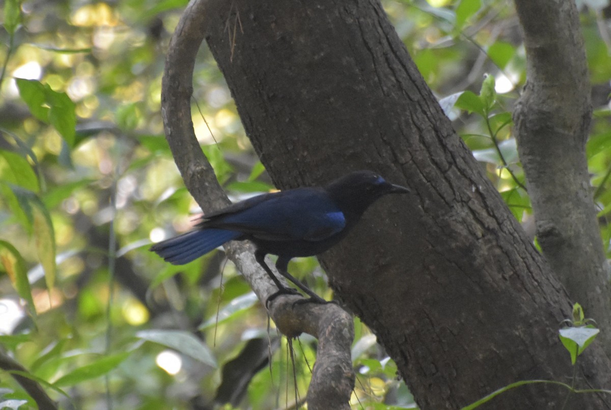 インドルリチョウ - ML647518406