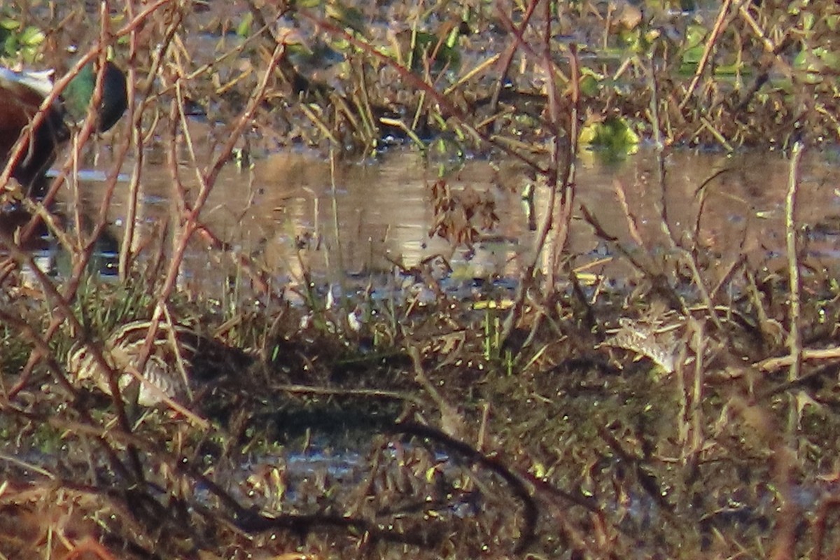 アメリカタシギ - ML647518407