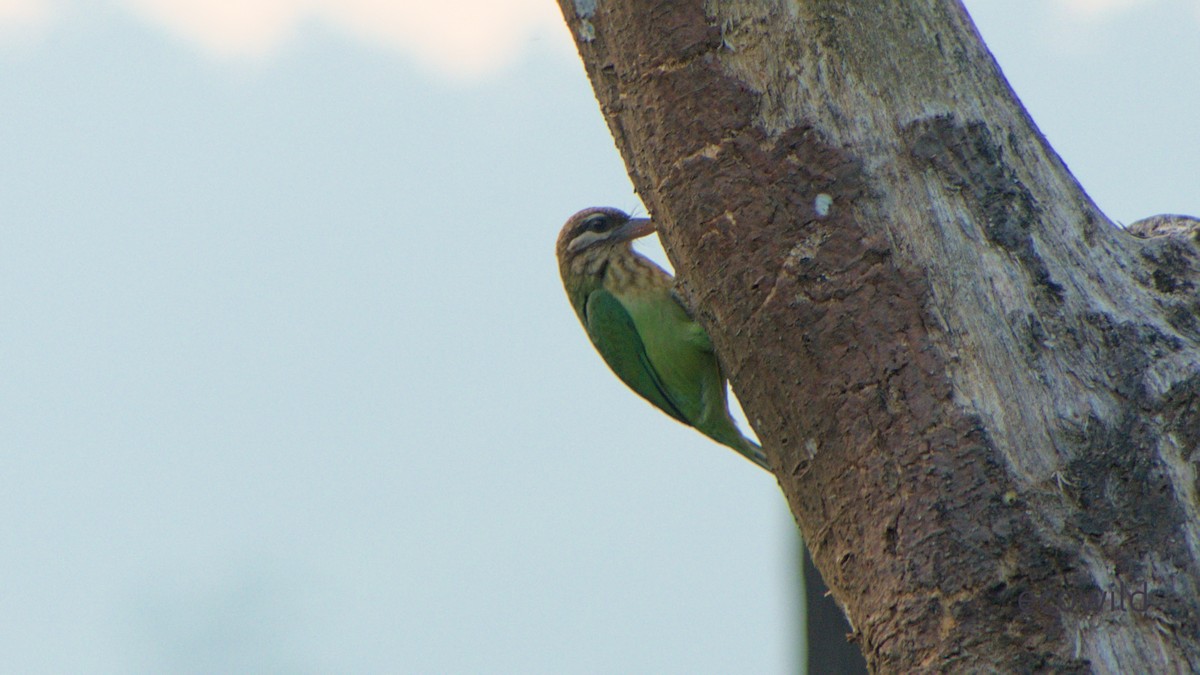 チャガシラゴシキドリ - ML647518408