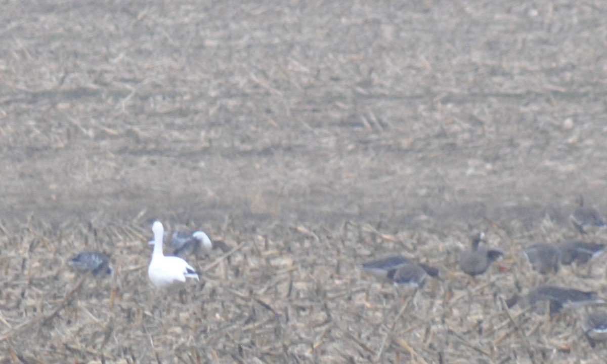 ハクガン - ML647518410