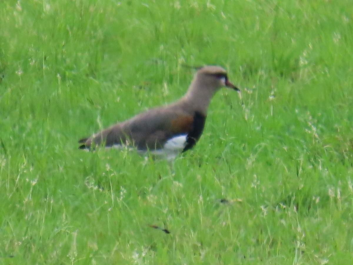 ナンベイタゲリ - ML647518412