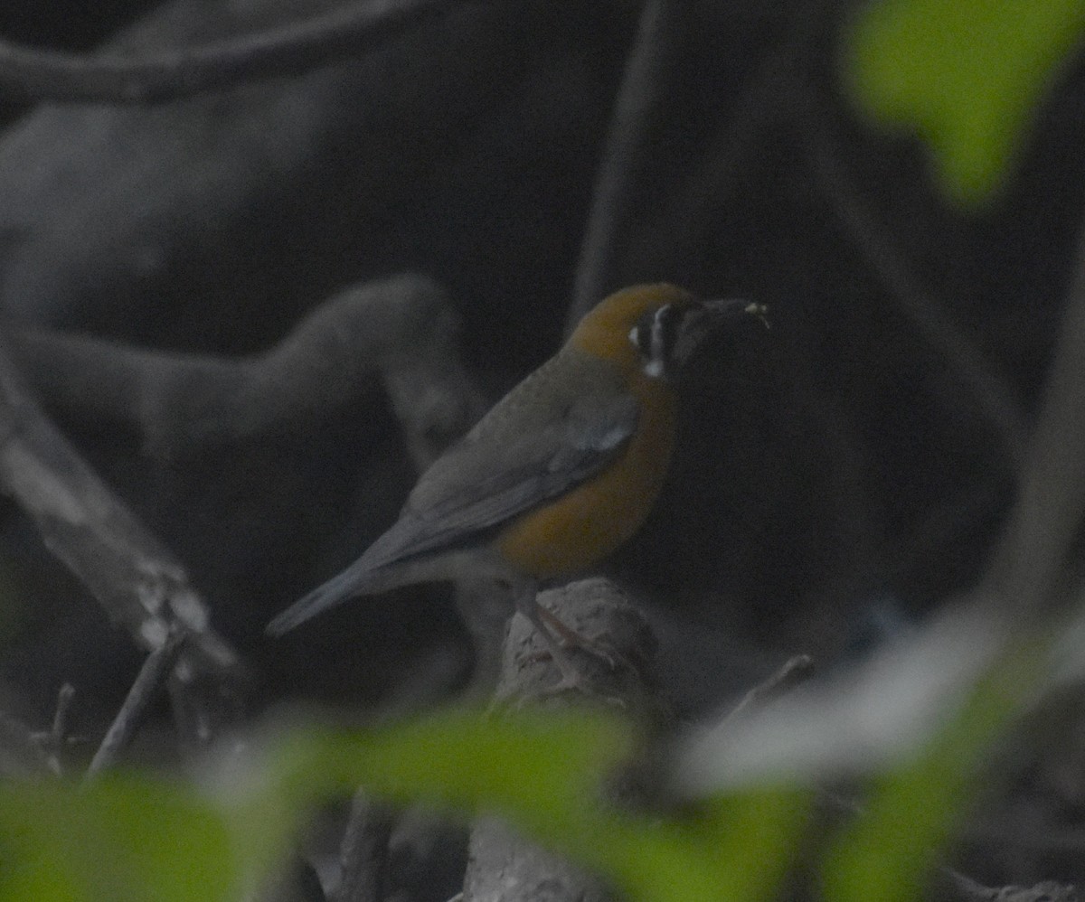 オレンジジツグミ - ML647518413