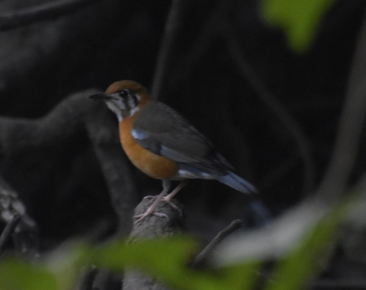 オレンジジツグミ - ML647518414