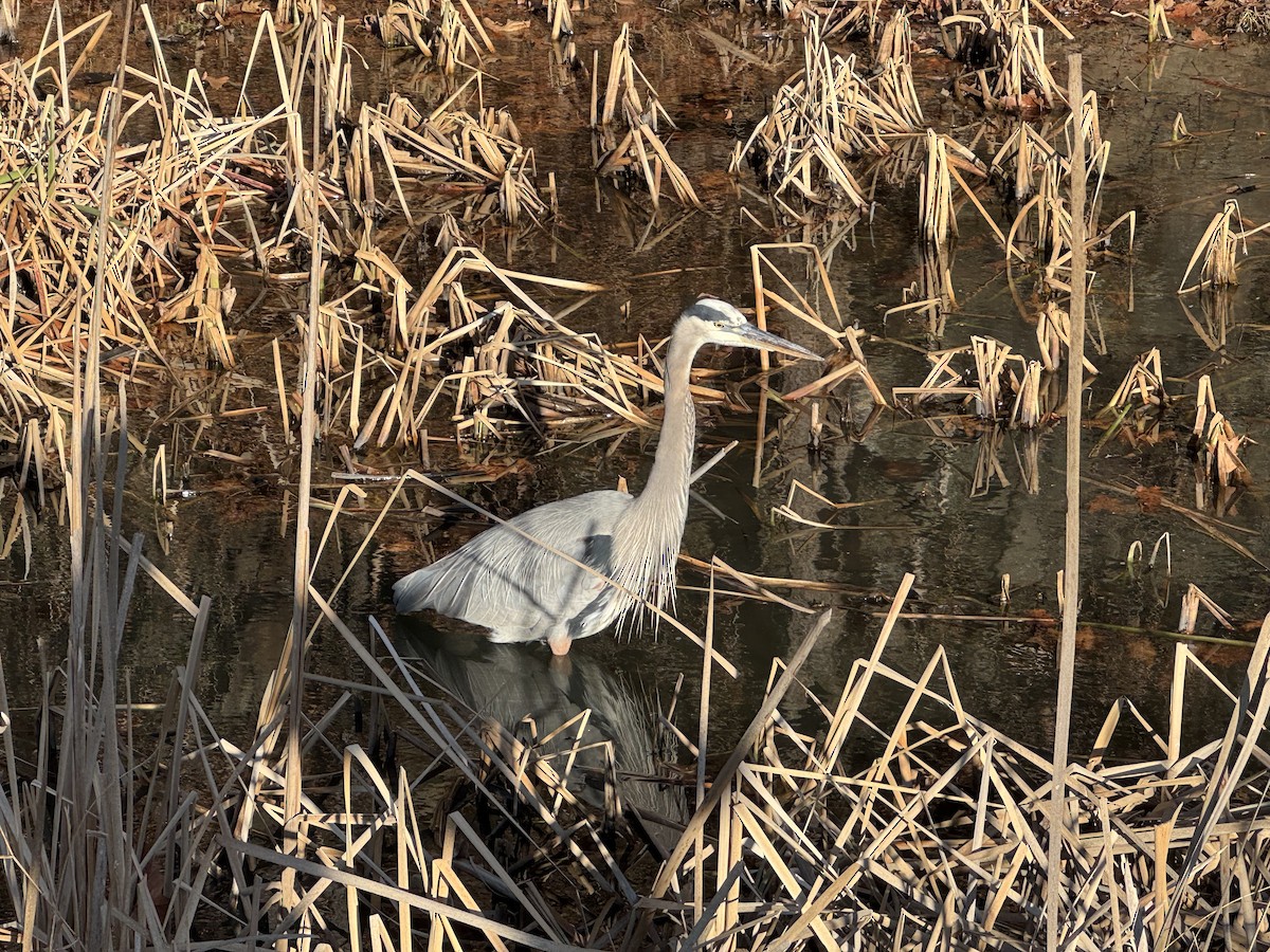 オオアオサギ - ML647518415