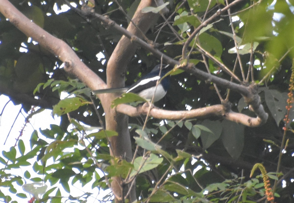 シキチョウ - ML647518416