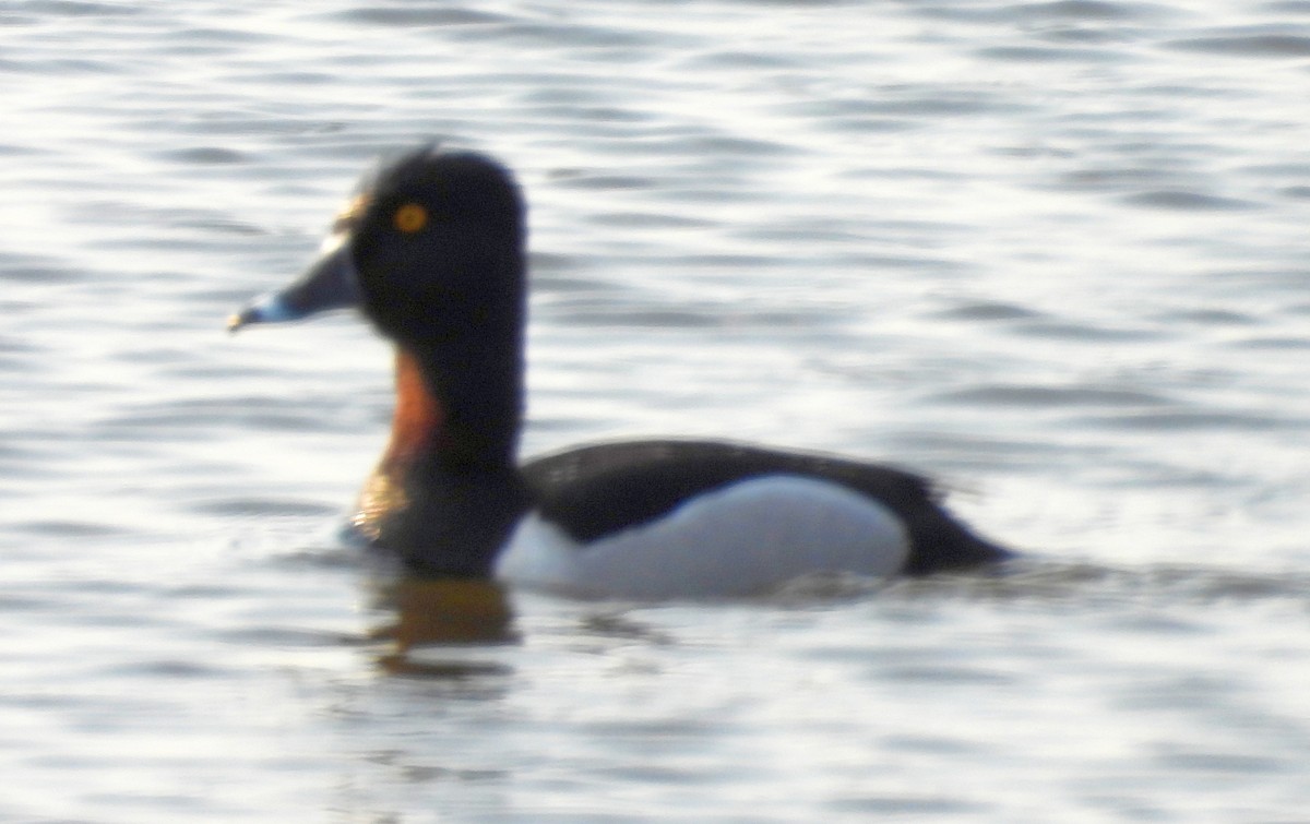 クビワキンクロ - ML647518417