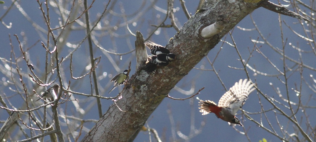 アカゲラ - ML647518420