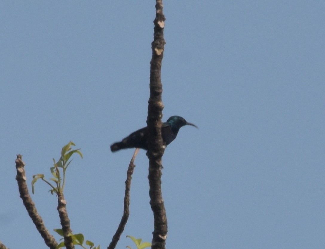 ムラサキタイヨウチョウ - ML647518422