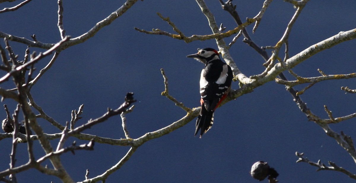 アカゲラ - ML647518424