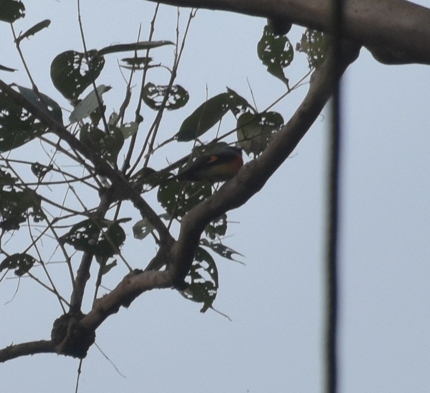 コサンショウクイ - ML647518425