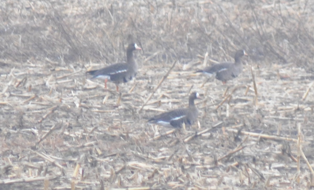 マガン - ML647518426