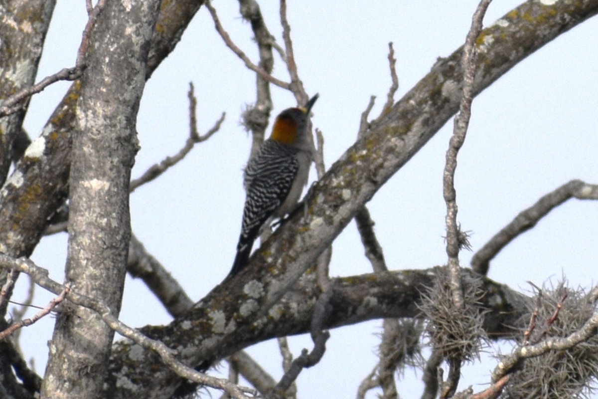 シマアカゲラ - ML647518428