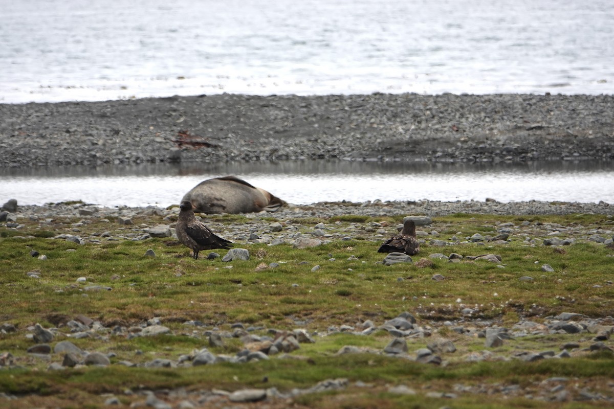 ミナミオオトウゾクカモメ - ML647518429