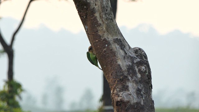 Бородастик білощокий - ML647518432