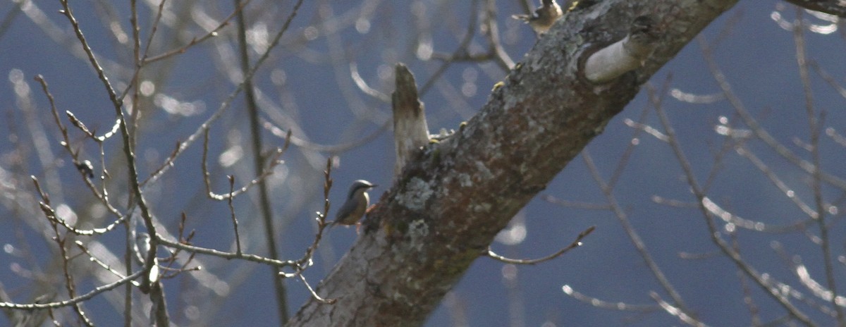 Eurasian Nuthatch - ML647518443