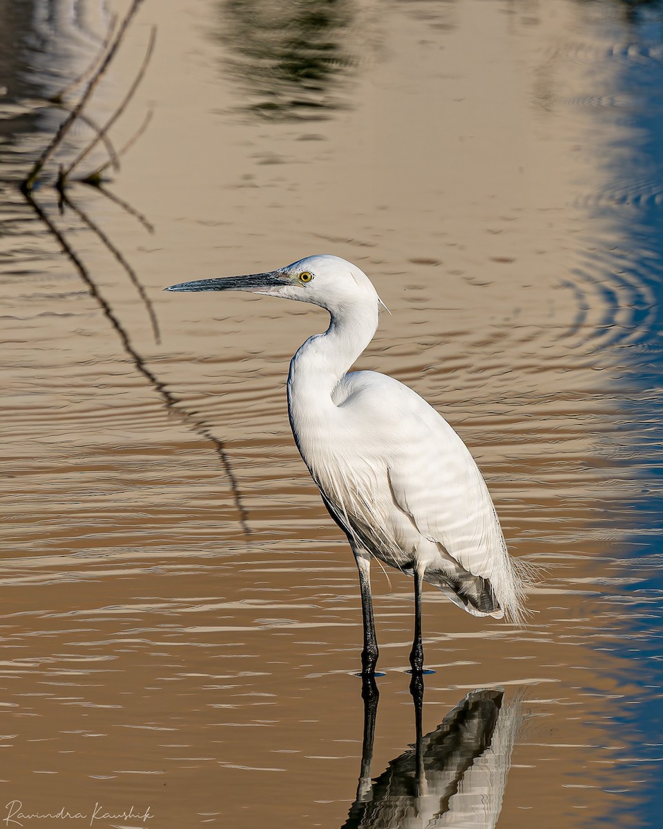 Little Egret - ML647518450