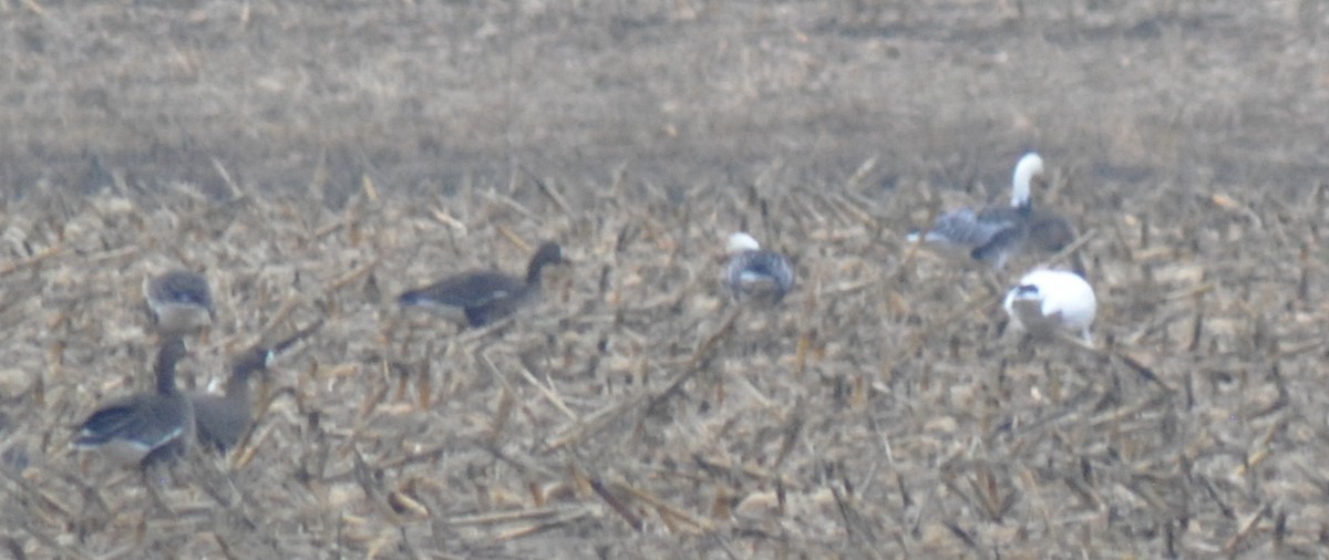 Greater White-fronted Goose - ML647518458