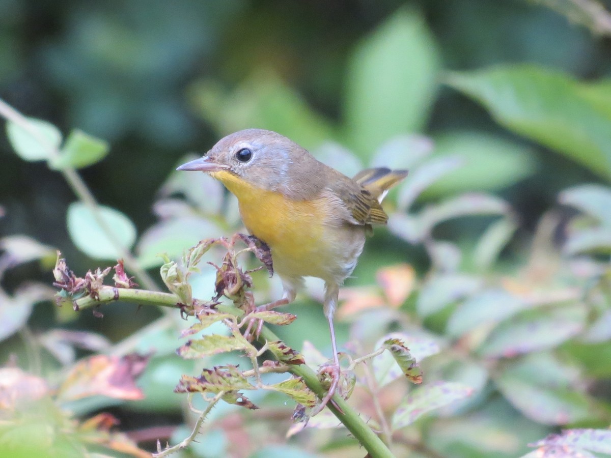 lesňáček žlutohrdlý - ML647518481