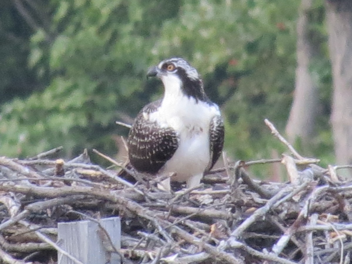 orlovec říční - ML647518494