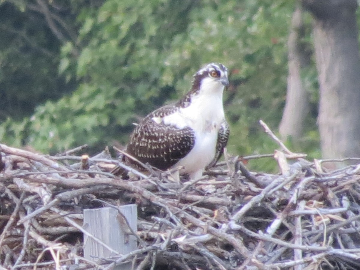 orlovec říční - ML647518495