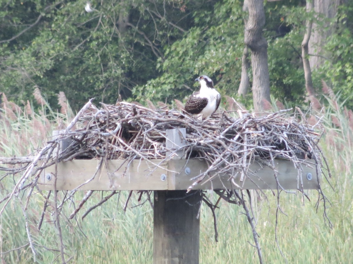 orlovec říční - ML647518497