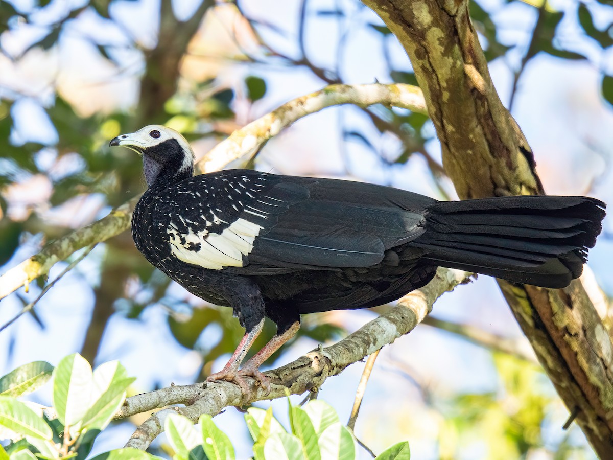 Blue-throated Piping-Guan - ML647518539