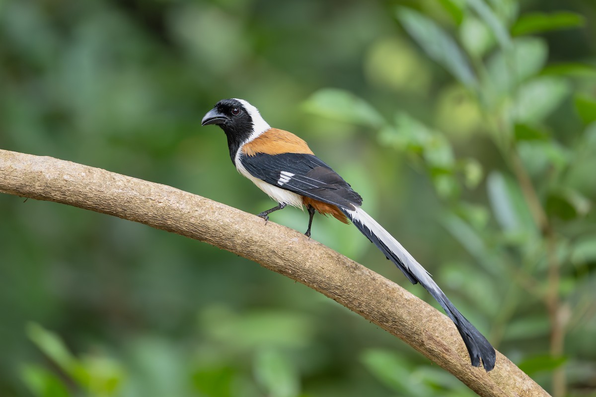 White-bellied Treepie - ML647518551