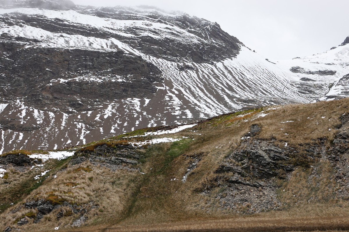 Pingüino Juanito - ML647518572