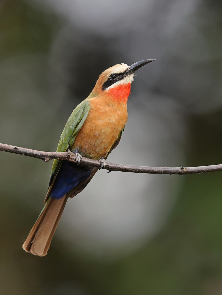 Abejaruco Frentiblanco - ML647518573