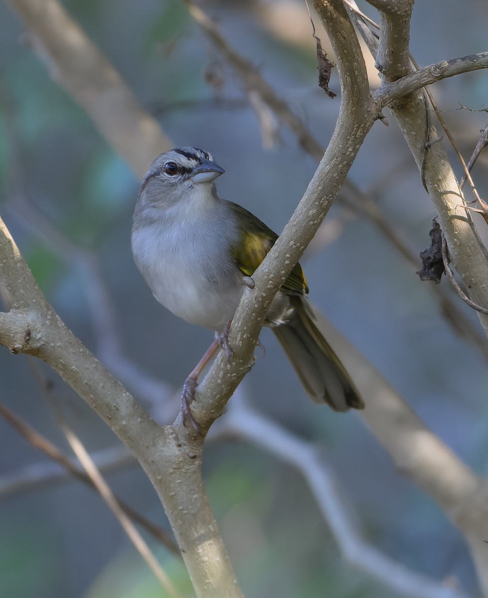 Cerquero Oliváceo - ML647518574