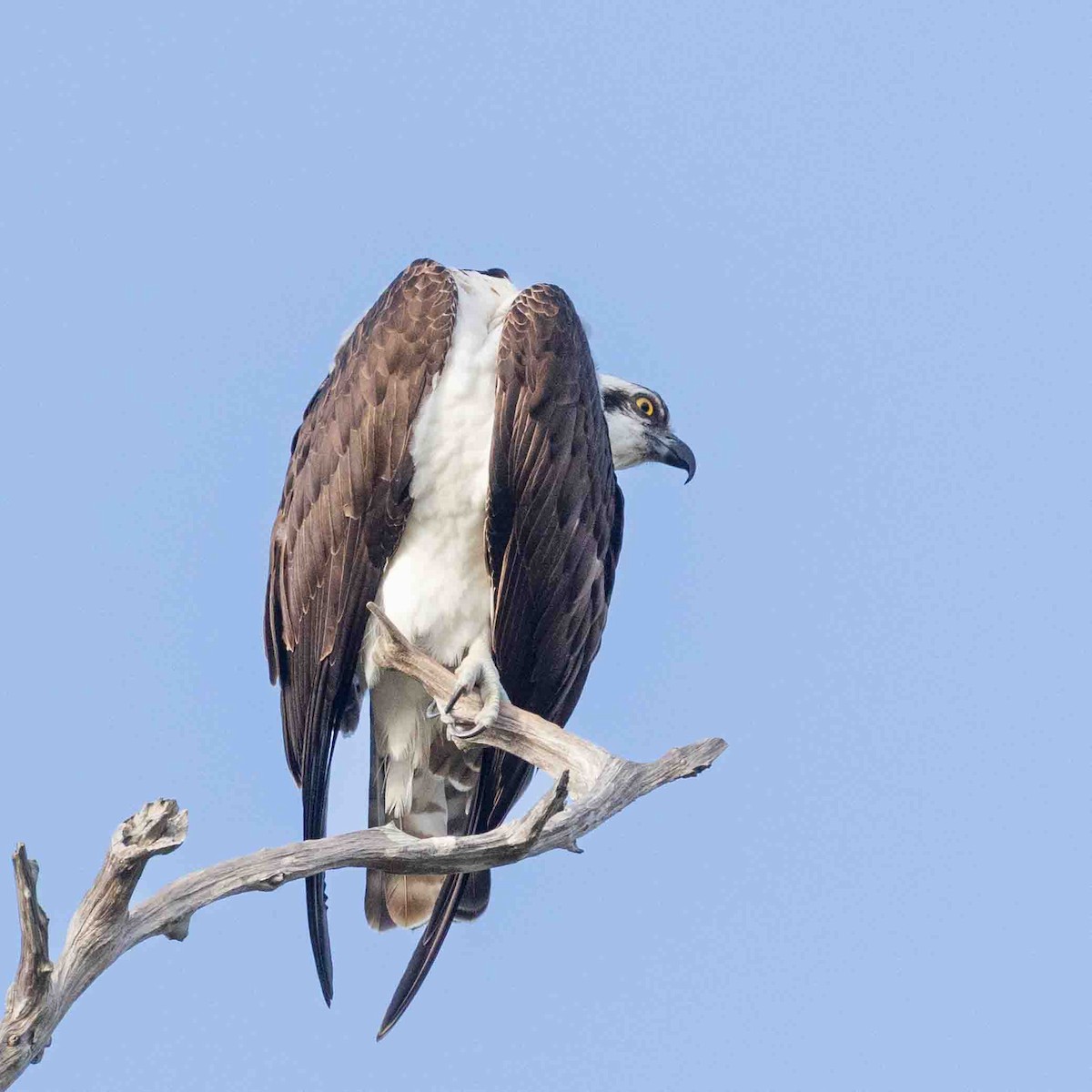 Águila Pescadora - ML647518575