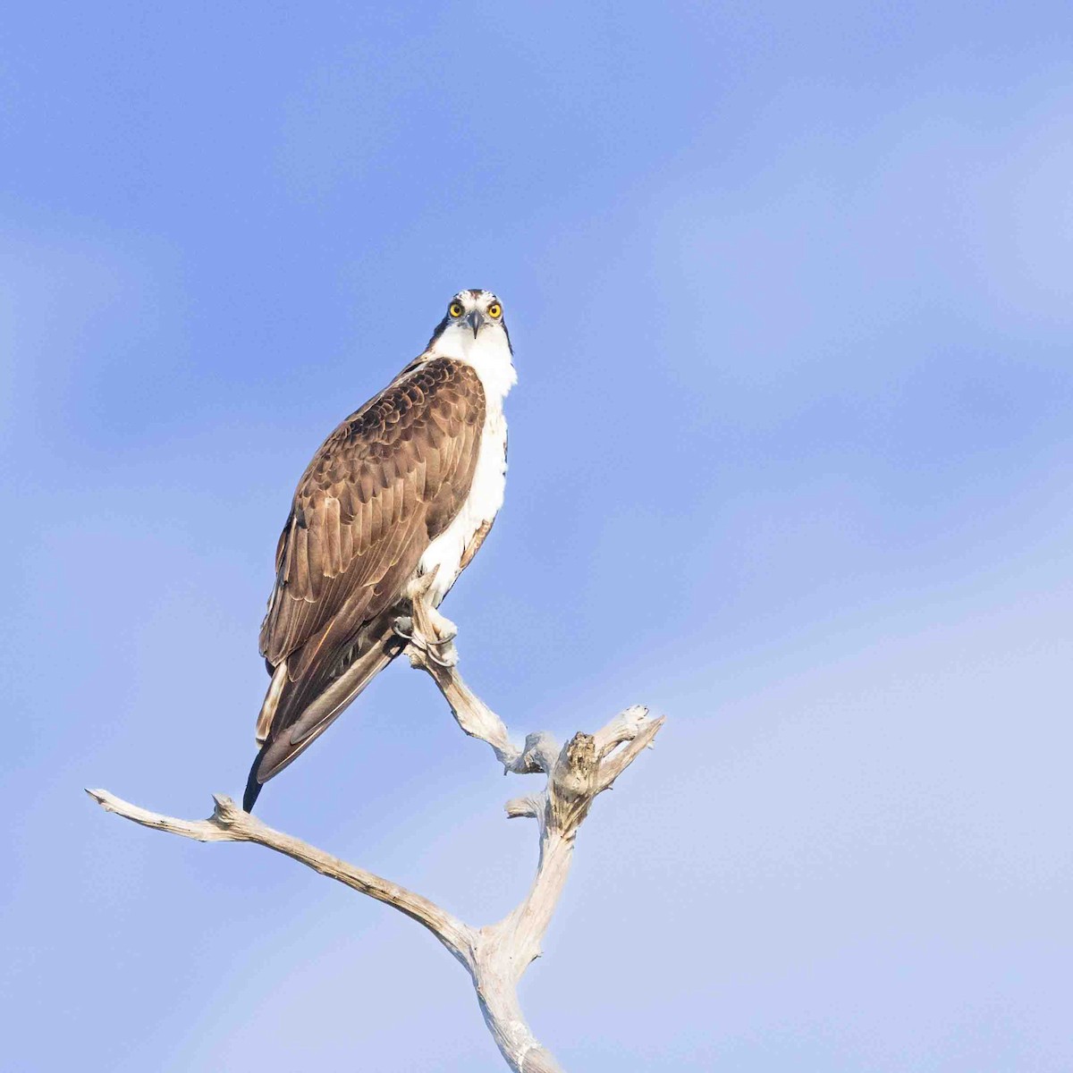 Águila Pescadora - ML647518576