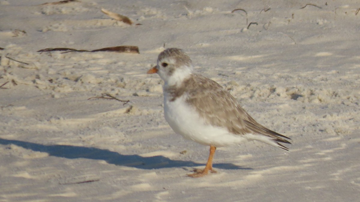 Chorlitejo Silbador - ML647518579