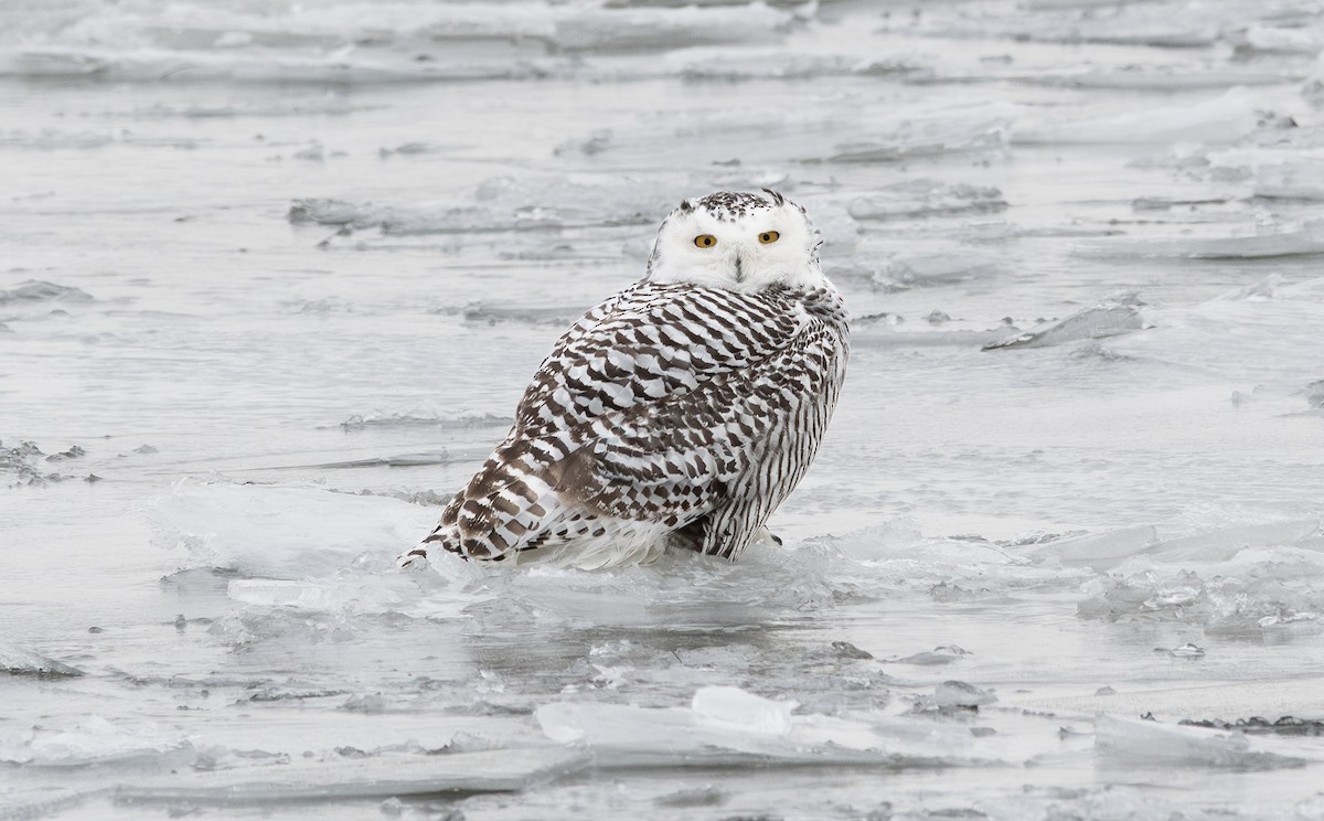 Búho Nival - ML647518580