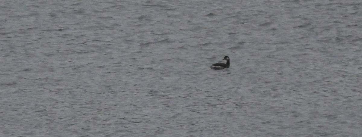 Zampullín Cuellinegro - ML647518582