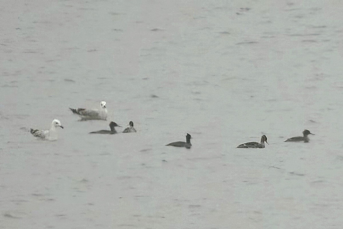 Serreta Mediana - ML647518583