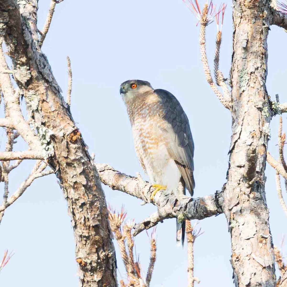 Halcón Peregrino - ML647518584