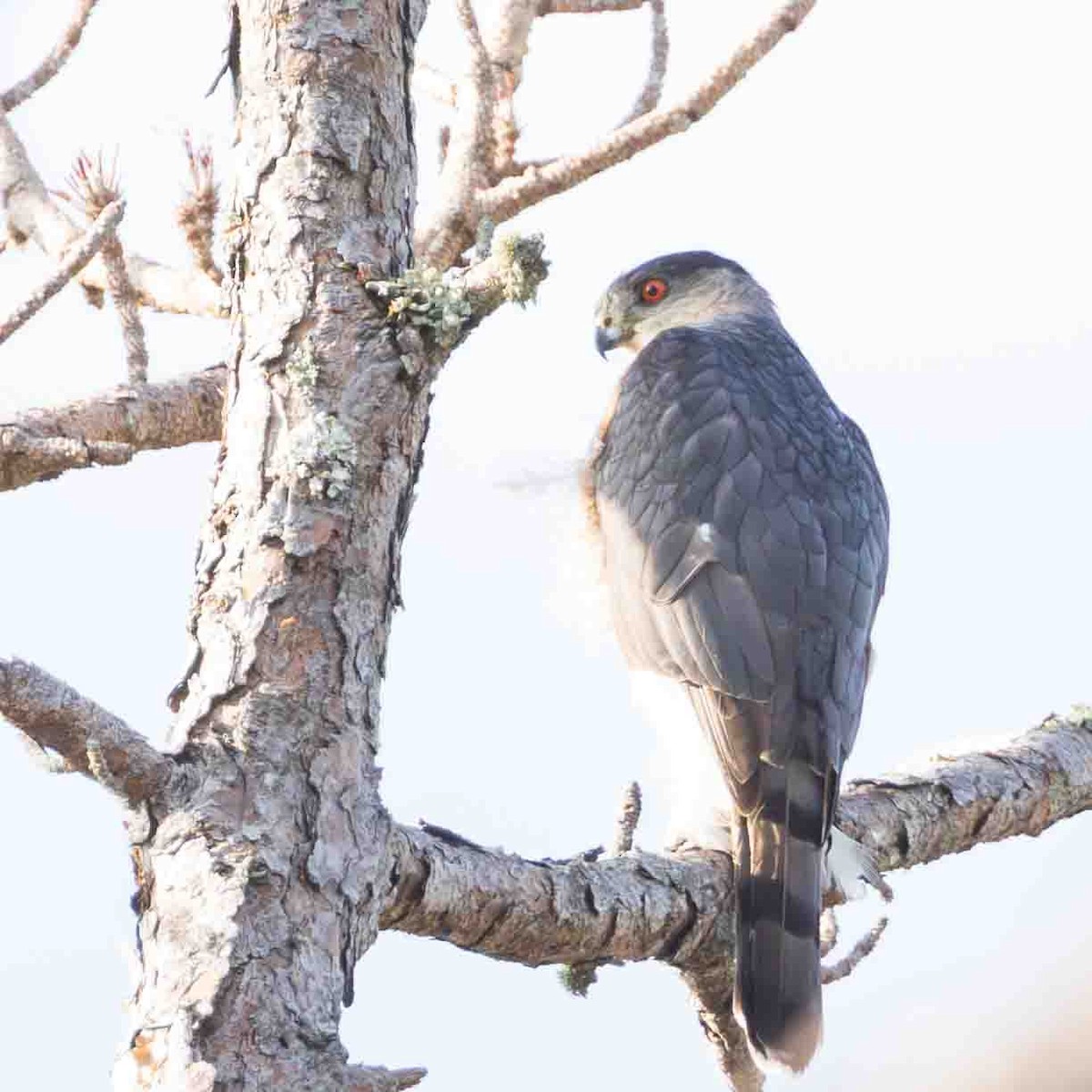 Halcón Peregrino - ML647518585