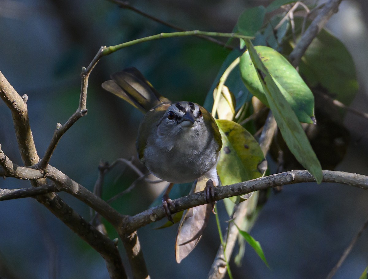 Cerquero Oliváceo - ML647518586
